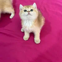 گربه جوجه طلایی|گربه|تهران, تهرانسر غربی|دیوار