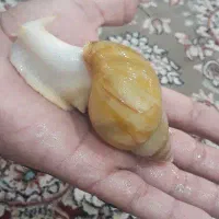 حلزون تراپی