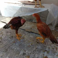 جوجه لاری و خروس کاکلی
