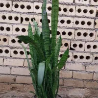 گل سانسوریا