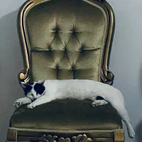 گربه خونگی