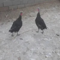 بوقلمون ماده برنز و بوربور|حیوانات مزرعه|کوهدشت, |دیوار