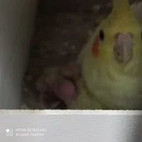 ی جفت عروس با سابقه جوجه دهی