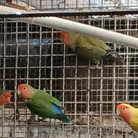 طوطی برزیلی مولد|پرنده|کرج, شهرک احمدیه‎|دیوار