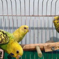 سه عدد مرغ عشق