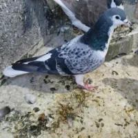 کبوتر فروشی