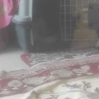 توله سگ اشپیتز به همراه باکس|سگ|آبادان, |دیوار