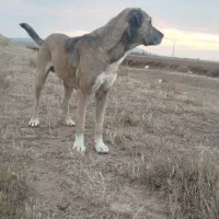 واگذاری .سگ عرااقی