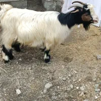 بز و بزغاله