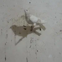 کفتر رنگه|پرنده|سبزوار, خسروجرد|دیوار