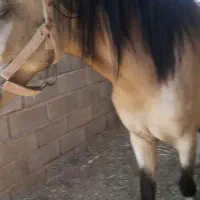 اسب ترکمن|اسب و تجهیزات اسبسواری|خلیل آباد, |دیوار