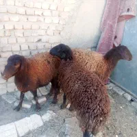 2راس میش زایده با3راس بره اوست|حیوانات مزرعه|نیشابور, مبارکه|دیوار