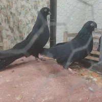 اگهی فروشی یک جفت کبوتر زینتی