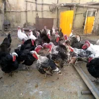 بوقلمون|حیوانات مزرعه|کرمانشاه, |دیوار