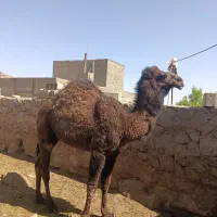 شتر