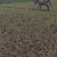 یک راس  قاطر|حیوانات مزرعه|چوبر, |دیوار