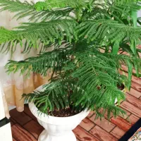 گل کاج ک یوکا بزرگ