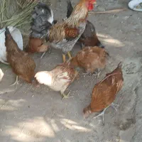 مرغ خروس