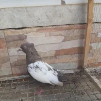 ماده سینه قهوه ای|پرنده|شیراز, جوادیه|دیوار