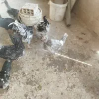 تخم مرغ نطفه دار گلین طوسی چهل تاج فول کیفیت|حیوانات مزرعه|اصفهان, کارلادان|دیوار