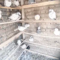 کفتر تهرانی پرش سنگین|پرنده|شریفآباد, |دیوار