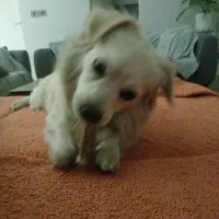 سگ اشپیتز ۱۴ ماه