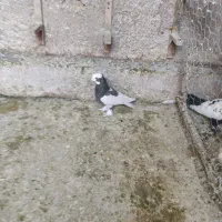 بهبهانی درجه یک|پرنده|شیراز, تندگویان|دیوار