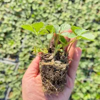 نشا توت فرنگی