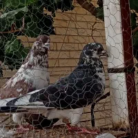 کبوتر ساعتی تیرماهیی معاوضه با گوئک هم میشود