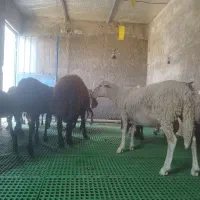 قوچ لاکن ۱۱ماه