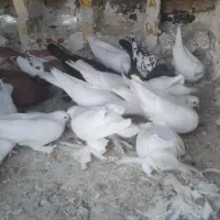 کفتر