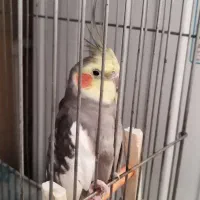 عروس هلندی نر