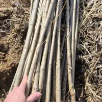 نهال صنوبر ریشهدار برای فضای سبزو کاشت صنعتی|خدمات باغبانی و درختکاری|رشت, پارک شهر|دیوار