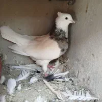کبوتر|پرنده|مراغه, |دیوار