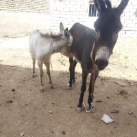 الاغ ماده با کره نر