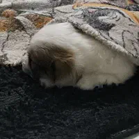 حیوان خانگی