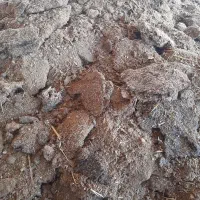 فروش کودگوسفندی وگاوی تخلیه بانیسان