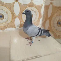 کفتر سرور اقلید پس فردا میارم شیراز|پرنده|شیراز, شهرک سعدی|دیوار