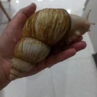 حلزون آلبینو مخصوص مصارف زیبایی