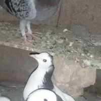 کفتر