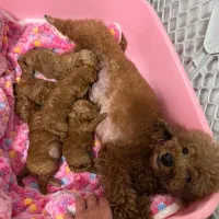 توله سگ پودل مینیاتوری اصیل سایز زیر صفر ی وجبی