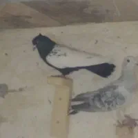 ۱۰ نر زد خور ی کوهبنان