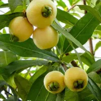 نهال سیب گردو بادام هلو گلابی گیلاس انجیر