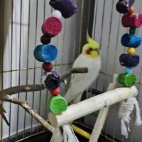 پرنده عروس هلندی (نر)|پرنده|لالجین, |دیوار