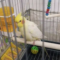 عروس هلندی سخنگو نر