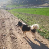 سگ قدرجونی نرگله ای
