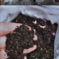 برگ دلمه و چای ایرانی