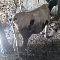 گاوشیری|حیوانات مزرعه|صومای برادوست, |دیوار