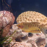 ماهی گورامی دو خال