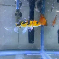 کوی گرید بالا